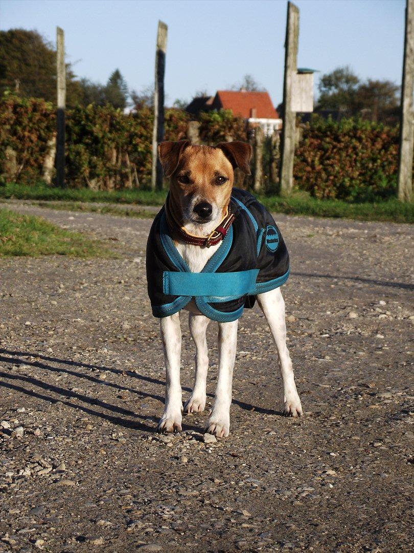 Dansk svensk gaardhund Monti<3 - *NYT* Efterår 2011 billede 16