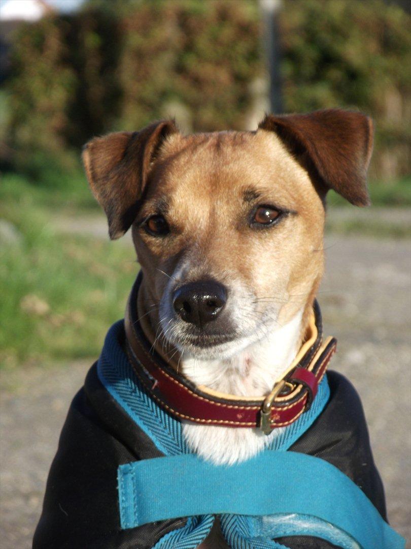 Dansk svensk gaardhund Monti<3 - *NYT* Efterår 2011 billede 17