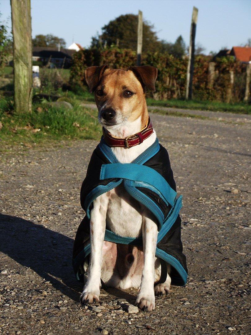 Dansk svensk gaardhund Monti<3 - *NYT* Efterår 2011 billede 18