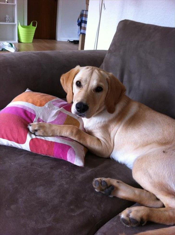 Labrador retriever Zuma billede 1