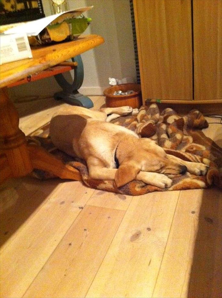 Labrador retriever Zuma billede 2