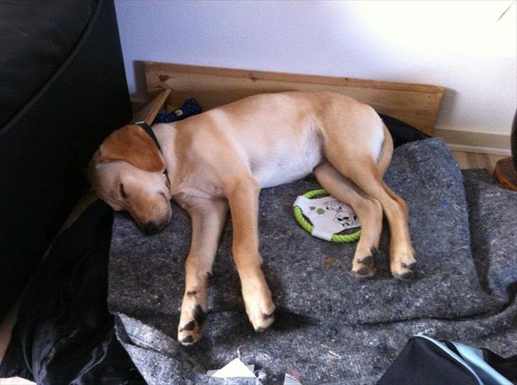 Labrador retriever Zuma billede 3