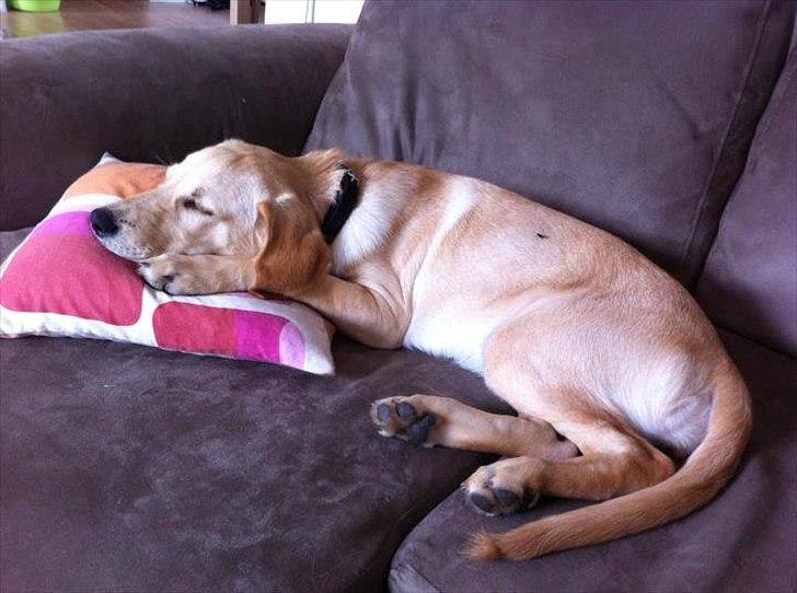 Labrador retriever Zuma billede 4