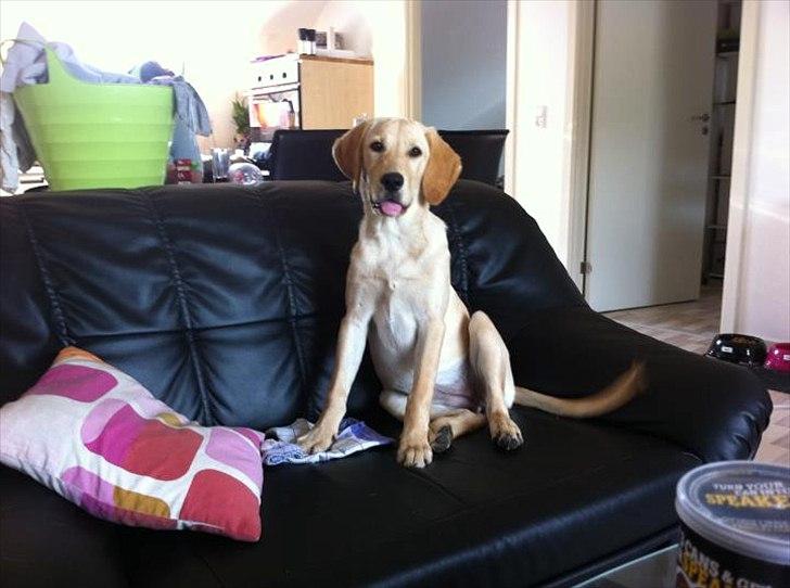 Labrador retriever Zuma billede 5