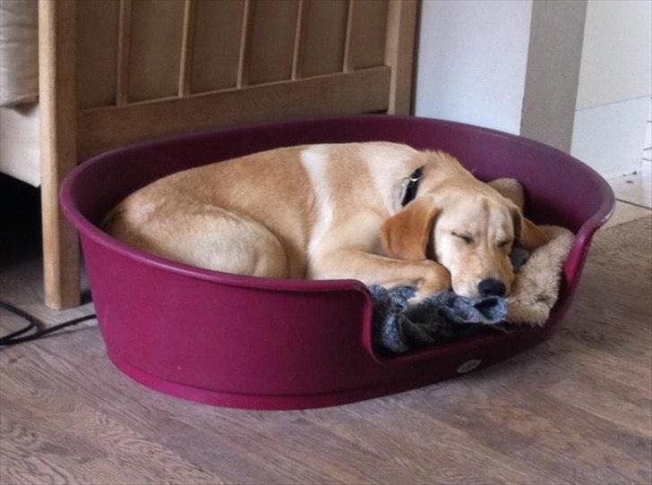 Labrador retriever Zuma billede 6