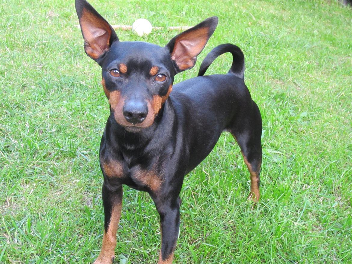 Dvaergpinscher Caras for ever Etoo - okey, så kigger jeg lige på dig, men så skal vi lege nu. billede 5