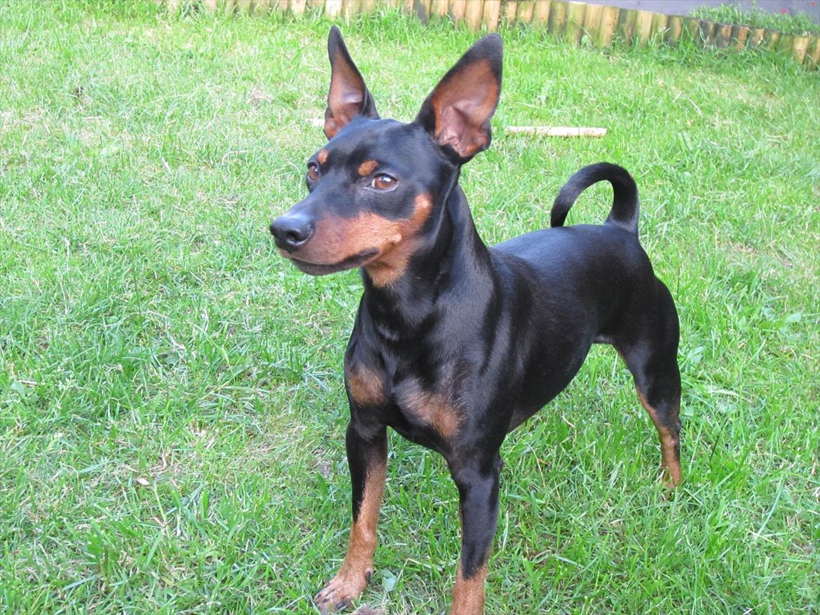 Dvaergpinscher Caras for ever Etoo - ja ja mor skal nok stå stille, skynd dig at at det foto.  billede 3