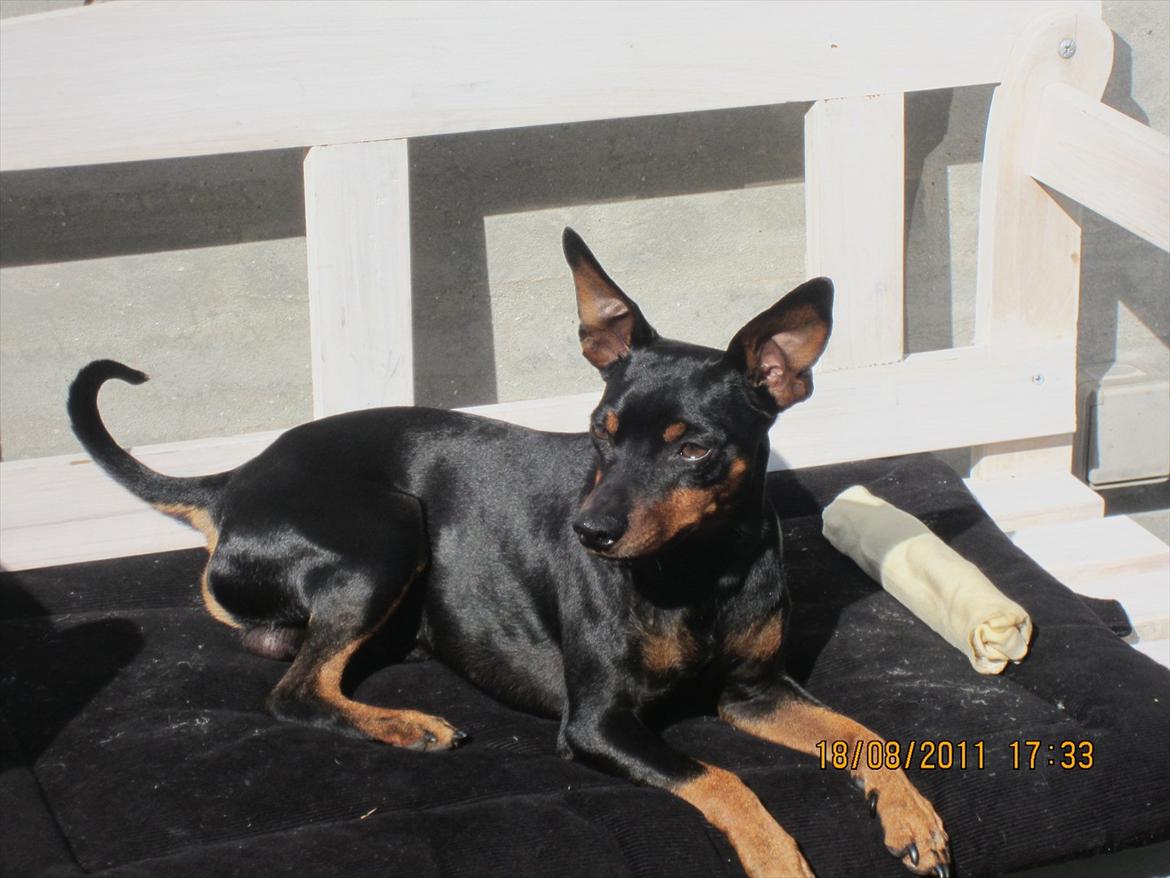 Dvaergpinscher Caras for ever Etoo - nyder solen på min nye bænk i min nye have. billede 4