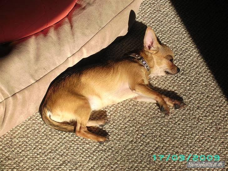 Chihuahua Mitzi billede 4