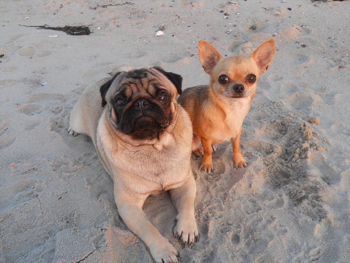 Chihuahua Mitzi billede 5