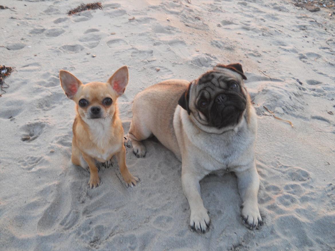 Chihuahua Mitzi billede 6