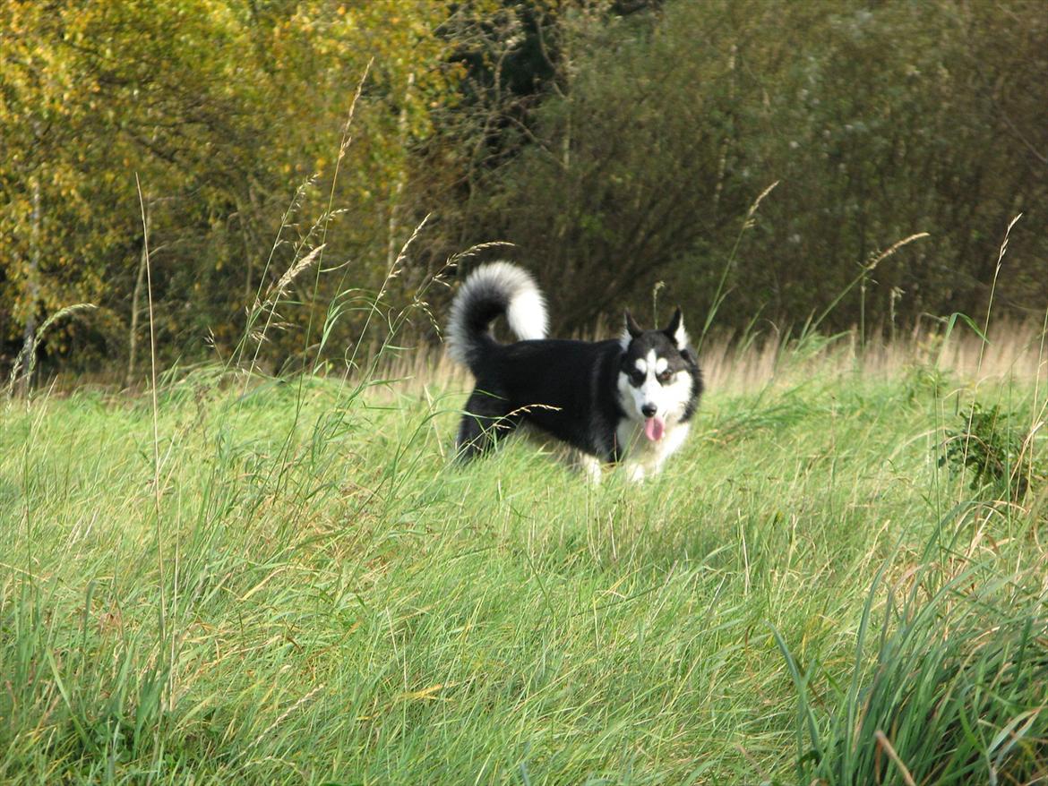 Siberian husky Misha - Smukke Misha 6 måneder. Oktober '11 billede 15