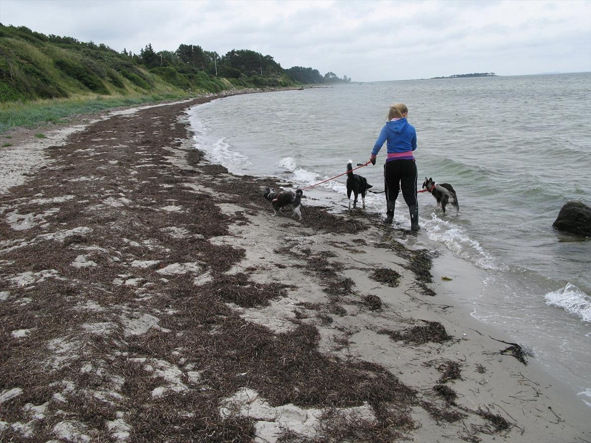 Chinese crested powder puff Soffie billede 12