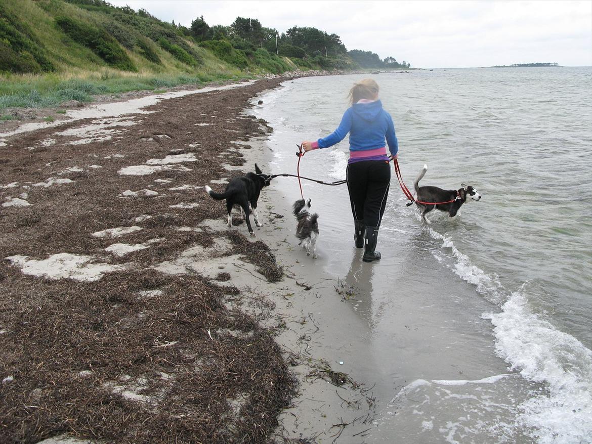 Chinese crested powder puff Soffie billede 13