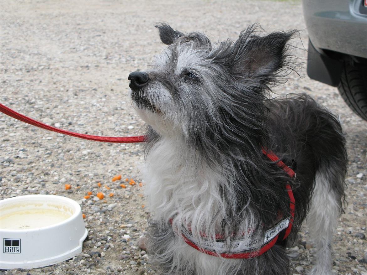 Chinese crested powder puff Soffie billede 14
