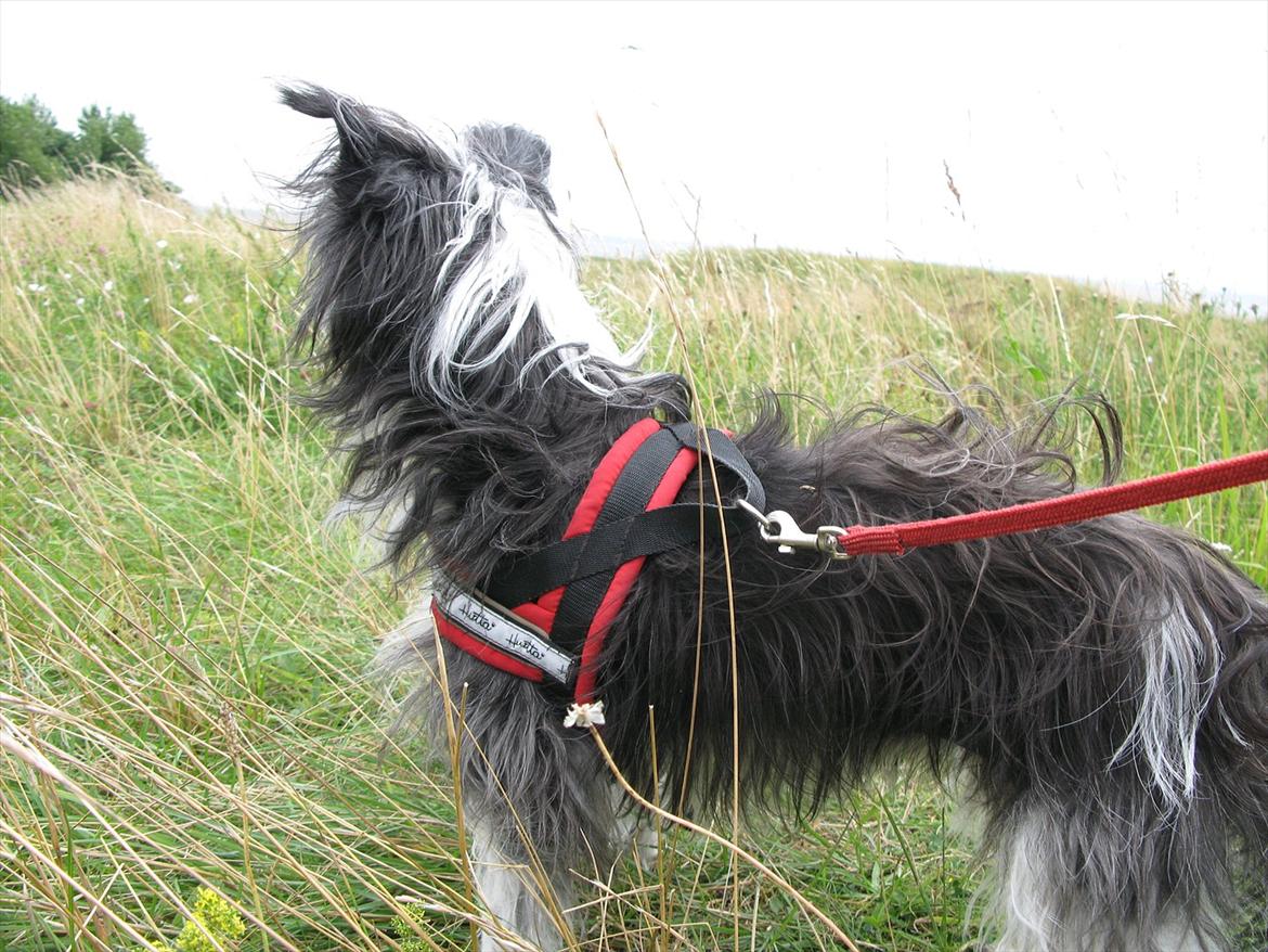 Chinese crested powder puff Soffie billede 15