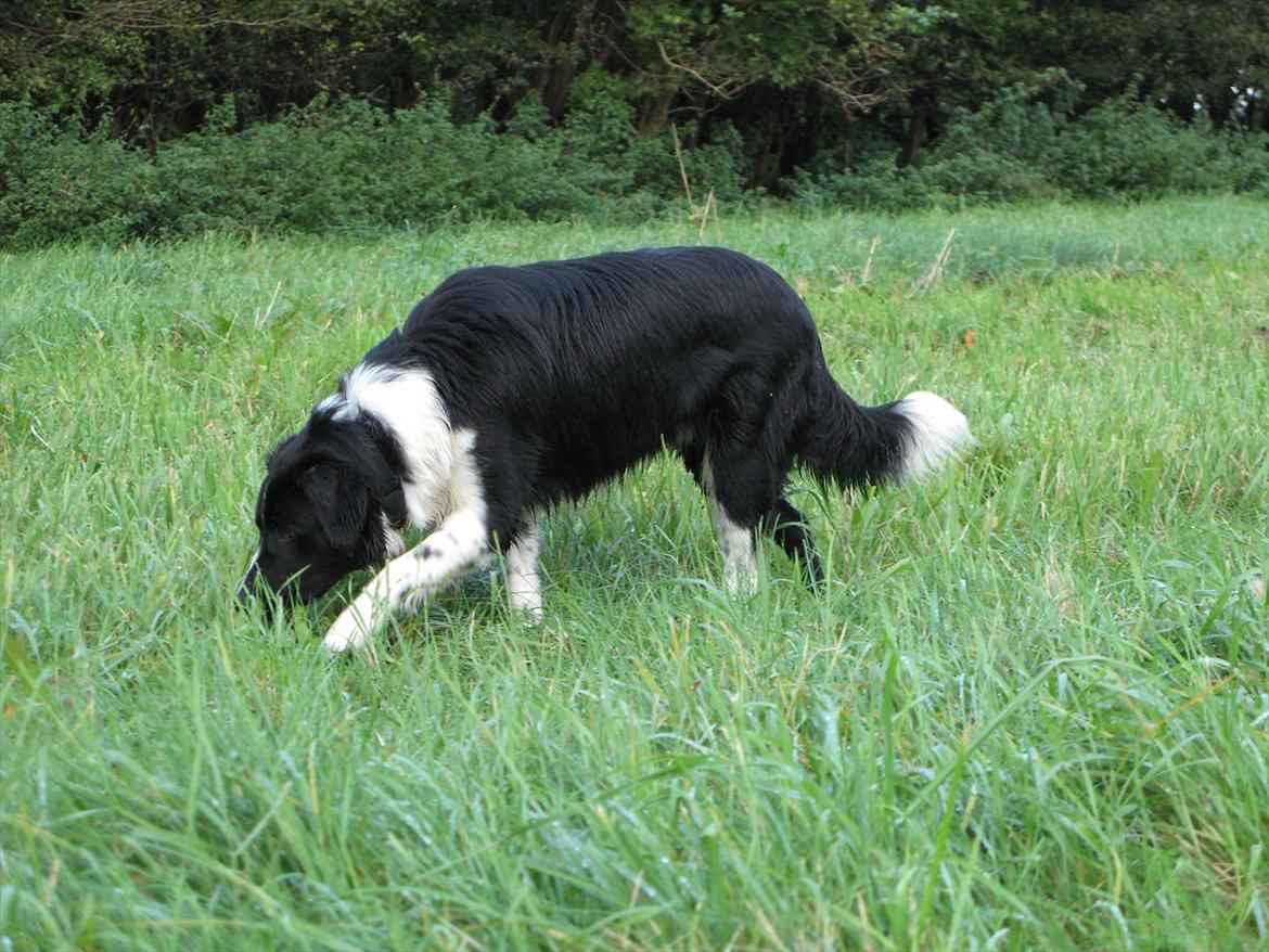Border collie /Kleiner Münsterländer Milo billede 12