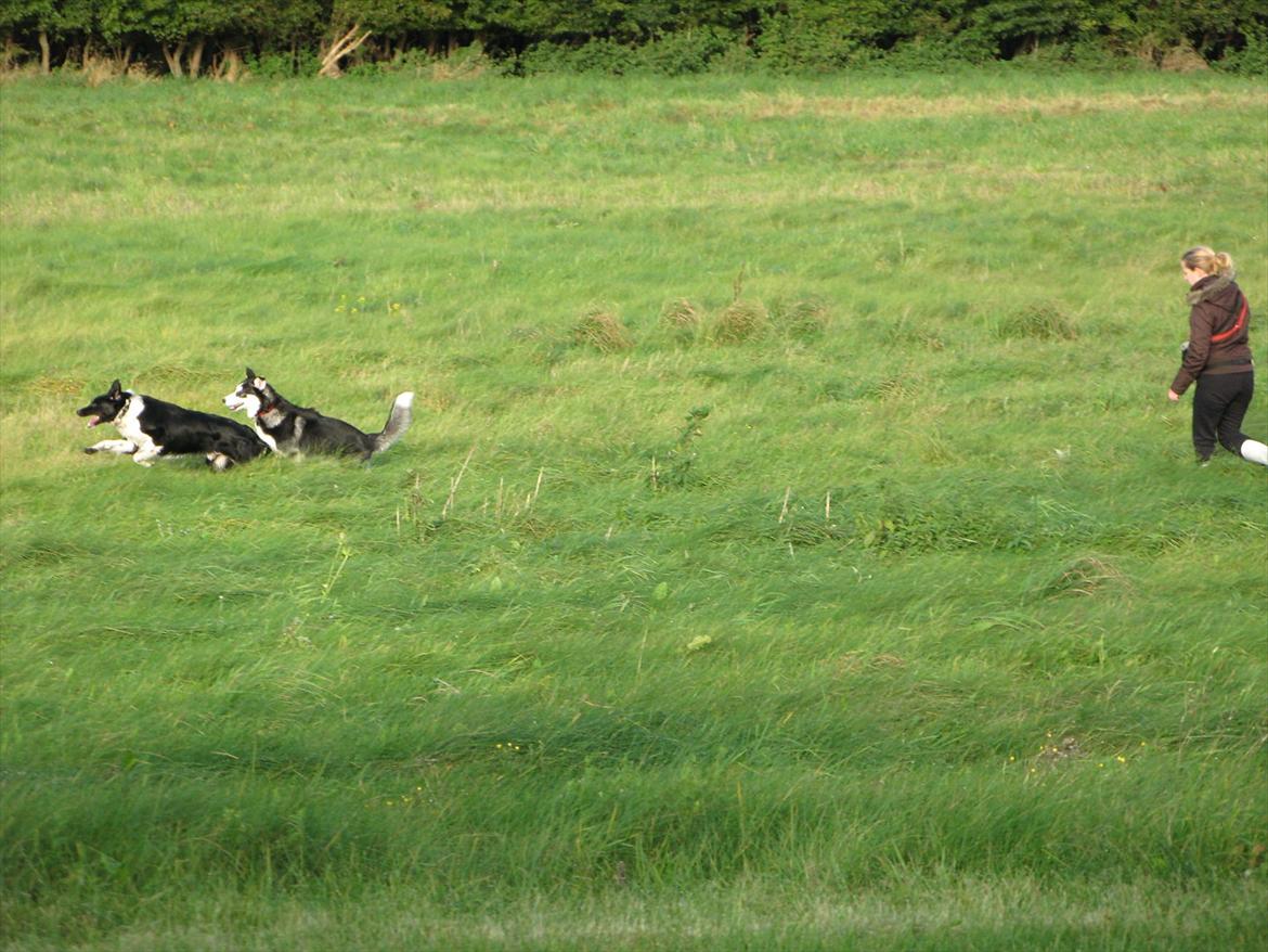 Border collie /Kleiner Münsterländer Milo billede 13