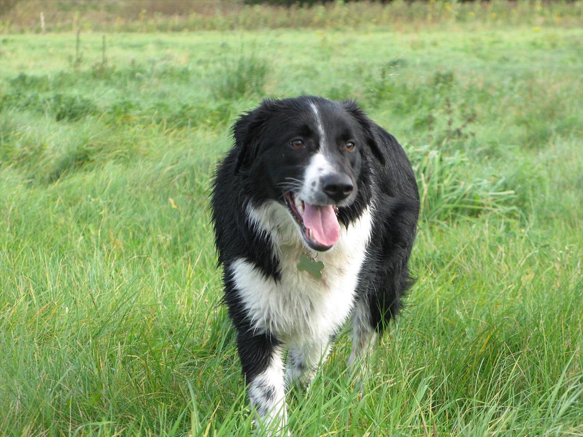 Border collie /Kleiner Münsterländer Milo billede 14