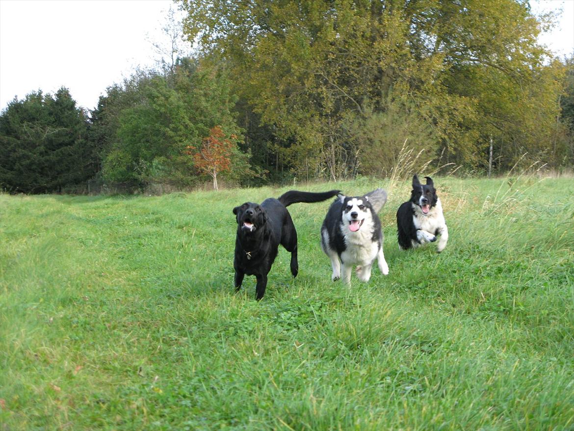 Border collie /Kleiner Münsterländer Milo billede 15
