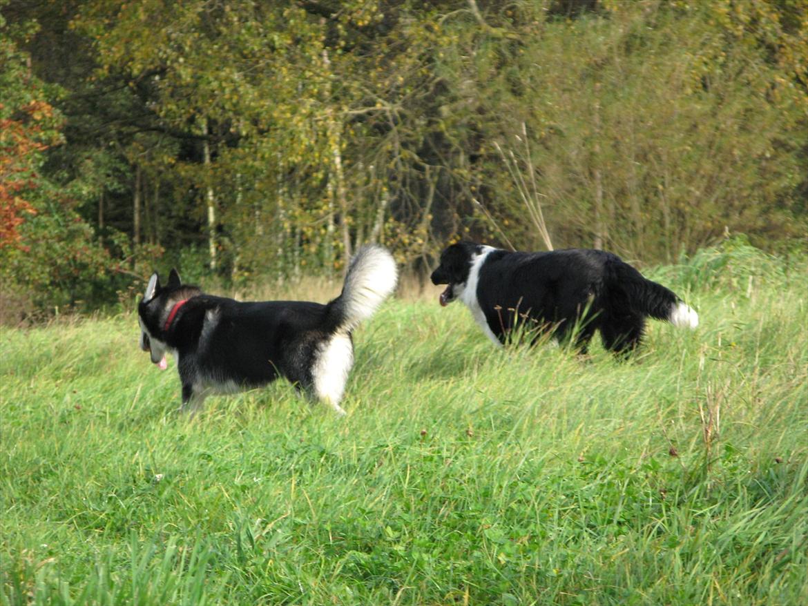 Border collie /Kleiner Münsterländer Milo billede 16