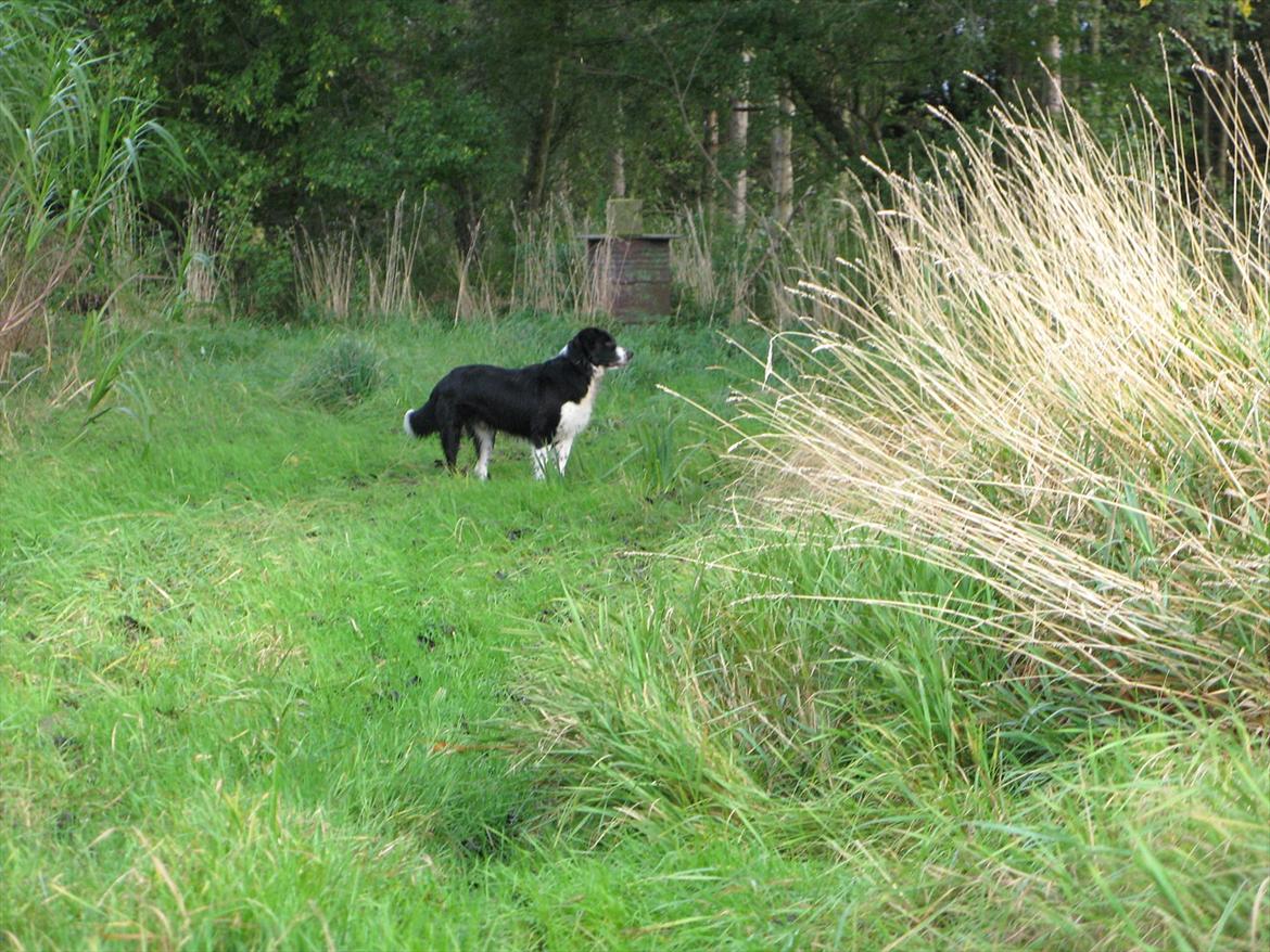 Border collie /Kleiner Münsterländer Milo billede 17