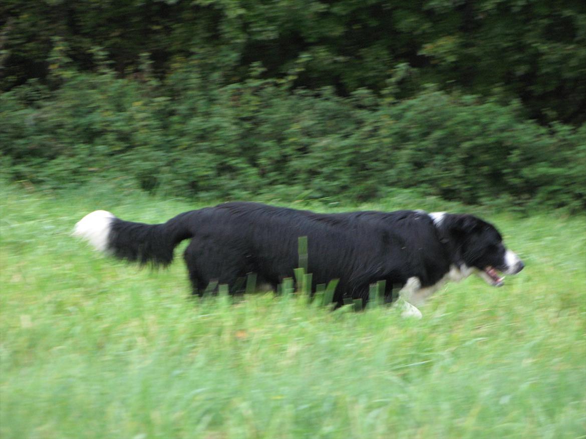 Border collie /Kleiner Münsterländer Milo billede 18