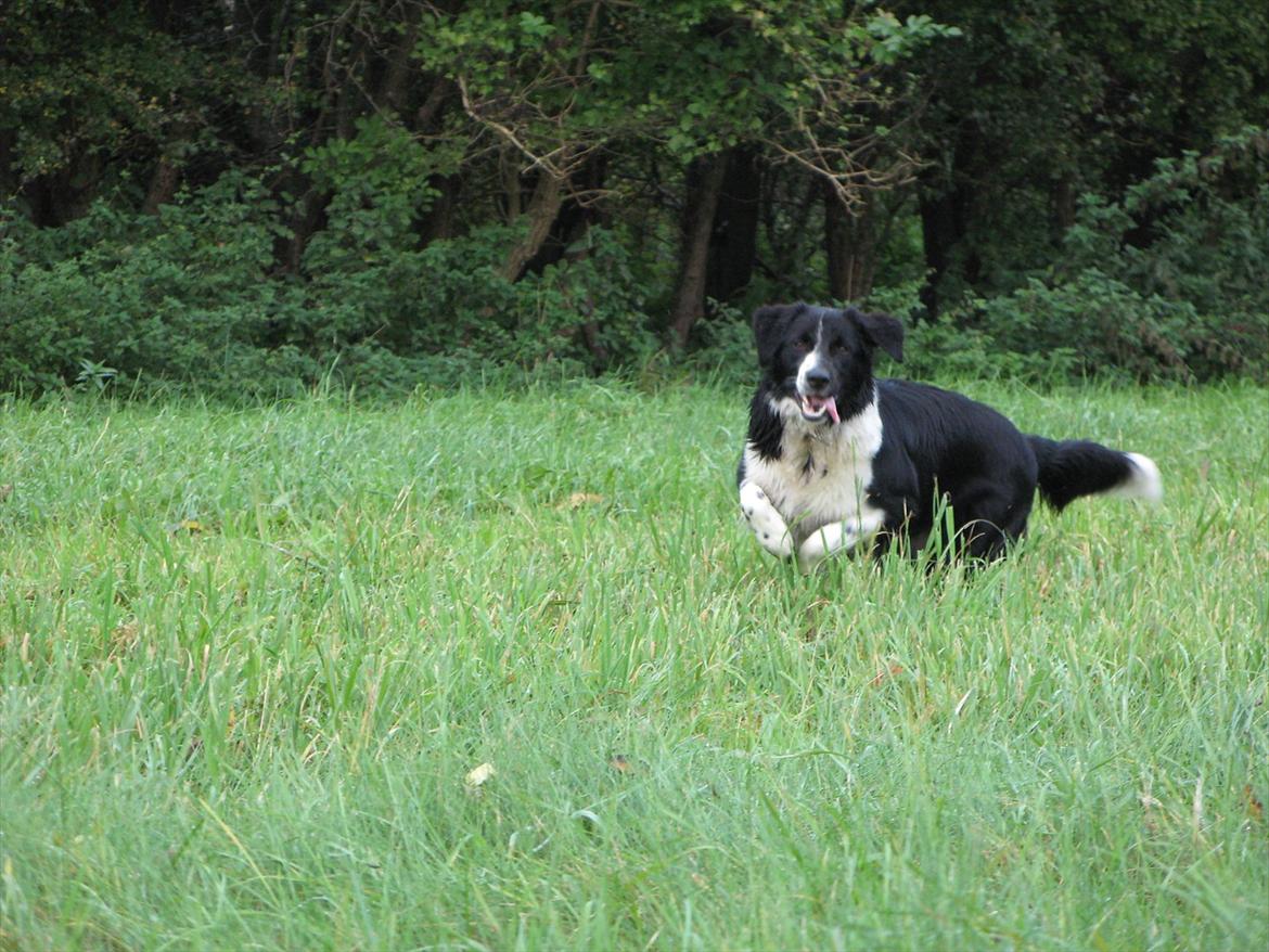 Border collie /Kleiner Münsterländer Milo billede 19