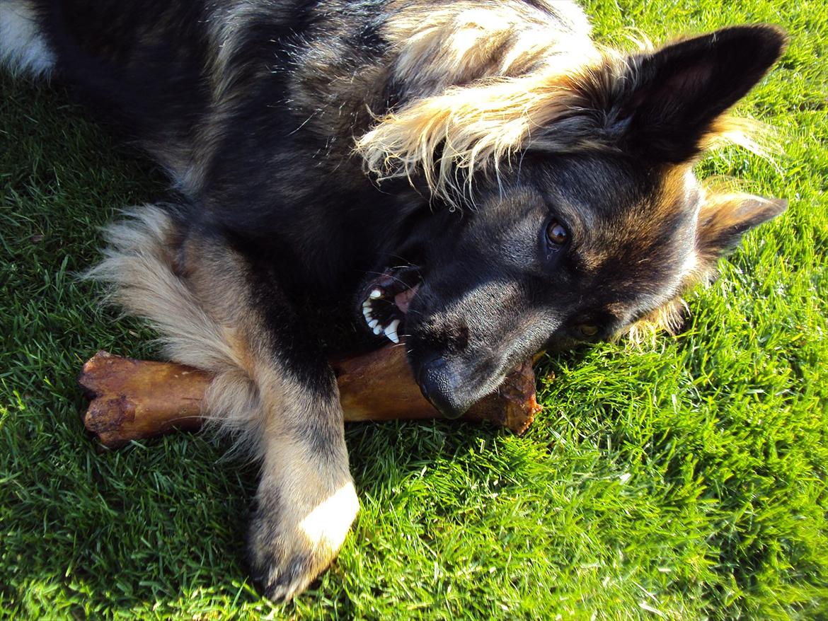 Schæferhund Mille - Umm den smager godt. billede 1