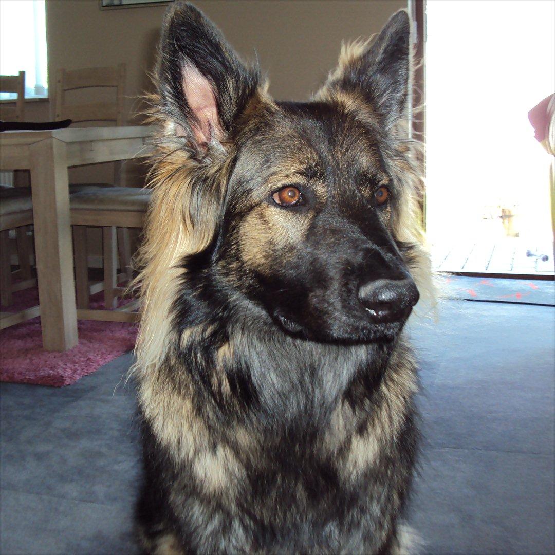 Schæferhund Mille - Skulle have været fotomodel. billede 2