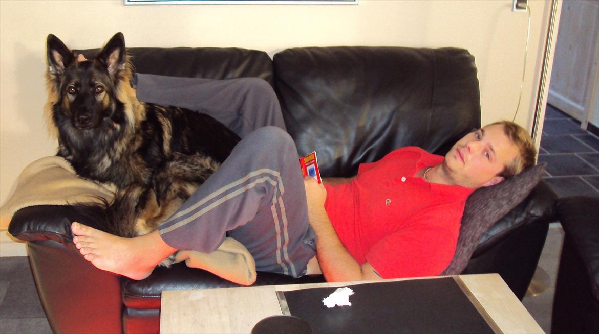 Schæferhund Mille - Hygger lige sammen med far på sofaen. billede 3