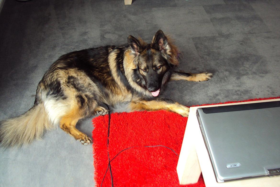 Schæferhund Mille - Ligger lige og nyder livet. billede 4