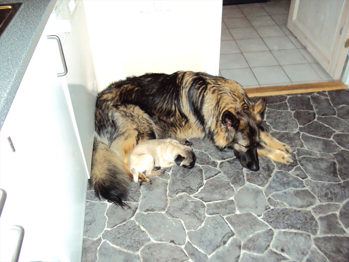 Schæferhund Mille - Bob ligger og sover sammen med Mille. billede 5