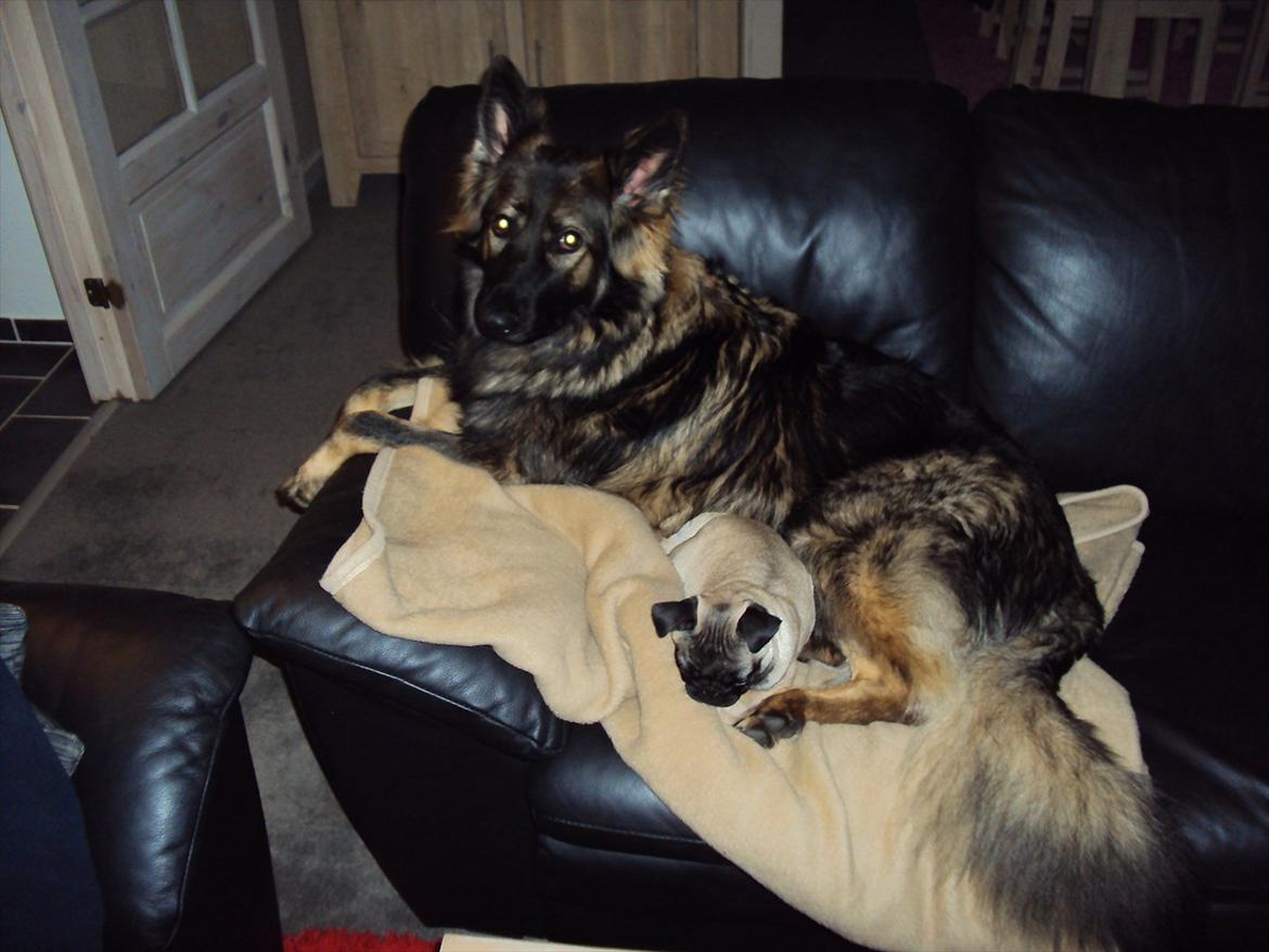 Schæferhund Mille - Har det ligesom somom jeg er blevet mor. billede 6