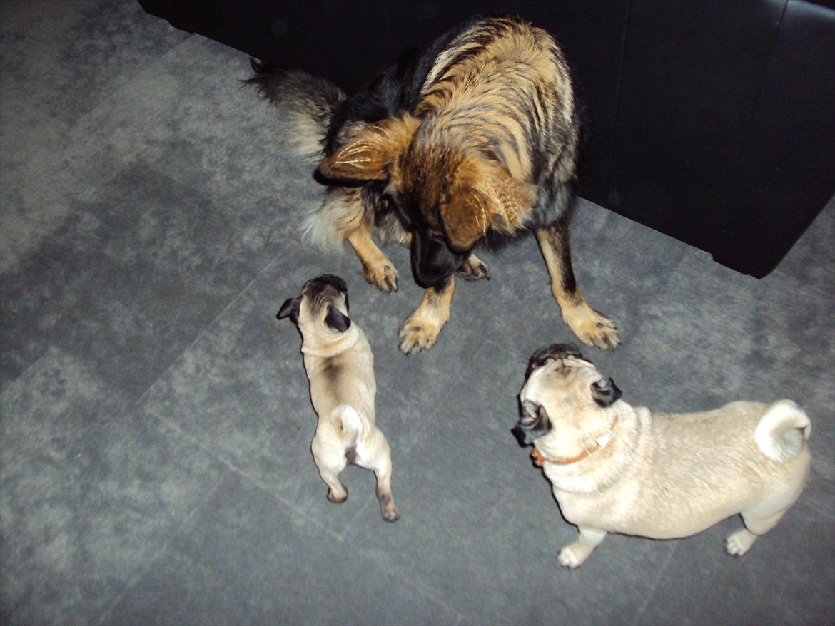 Schæferhund Mille - Hej med jer Bob og Betty. billede 7