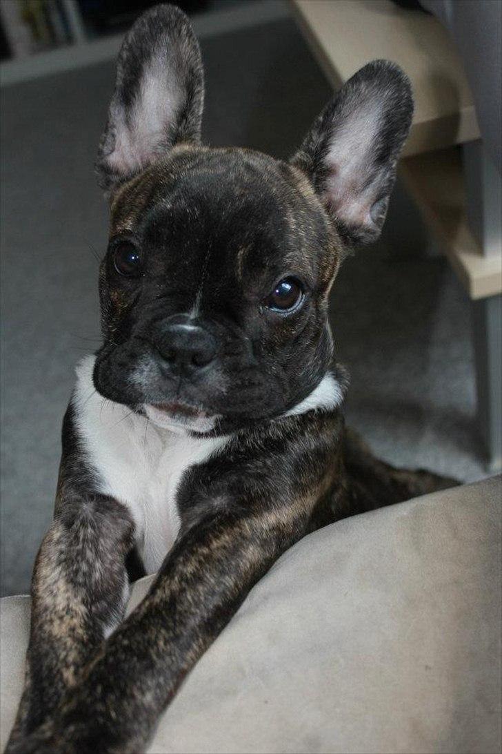 Fransk bulldog Vega - 16 uger billede 1