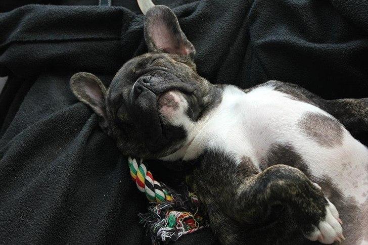 Fransk bulldog Vega - 14 uger billede 5