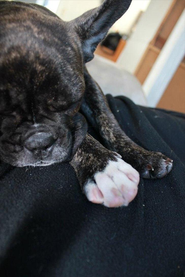 Fransk bulldog Vega - 16 uger billede 2