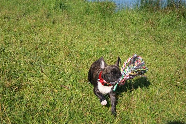 Fransk bulldog Vega - 14 uger billede 3