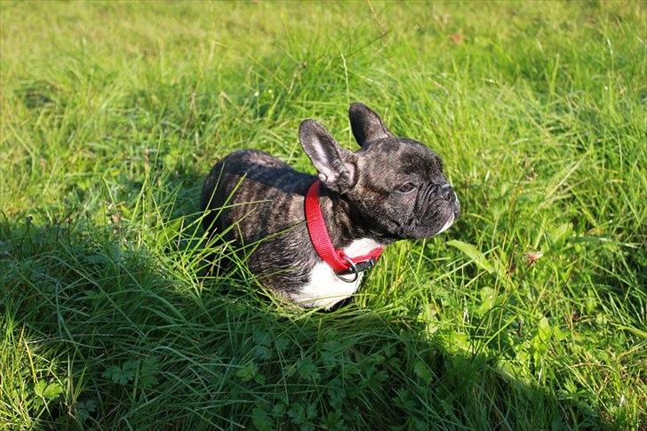 Fransk bulldog Vega - 14 uger billede 4