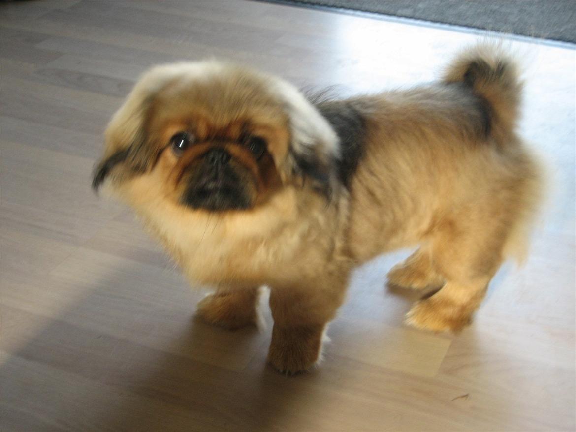 Pekingeser Soffi - Er 4 mdr og er ved og skifte tænder ..så pelsen lidt kort iøjeblikket.. billede 5