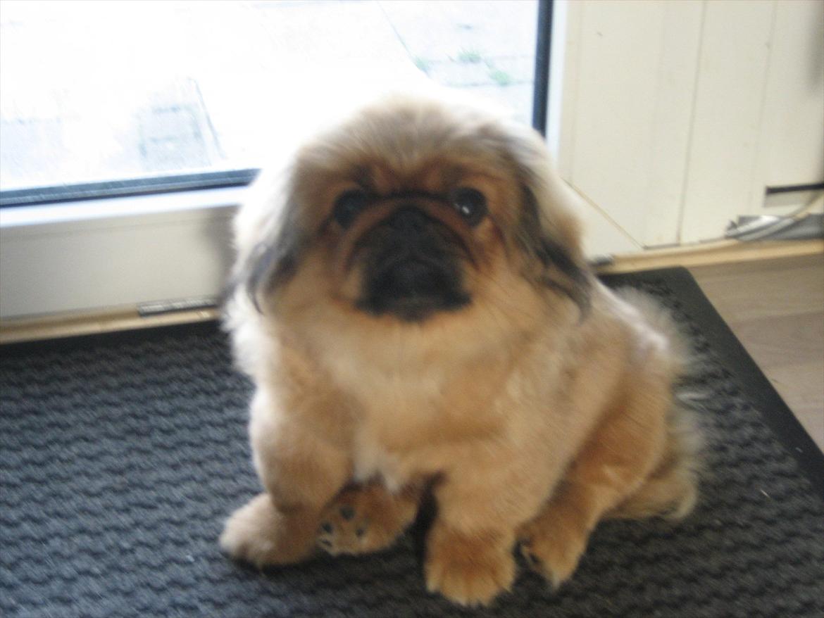Pekingeser Soffi billede 6