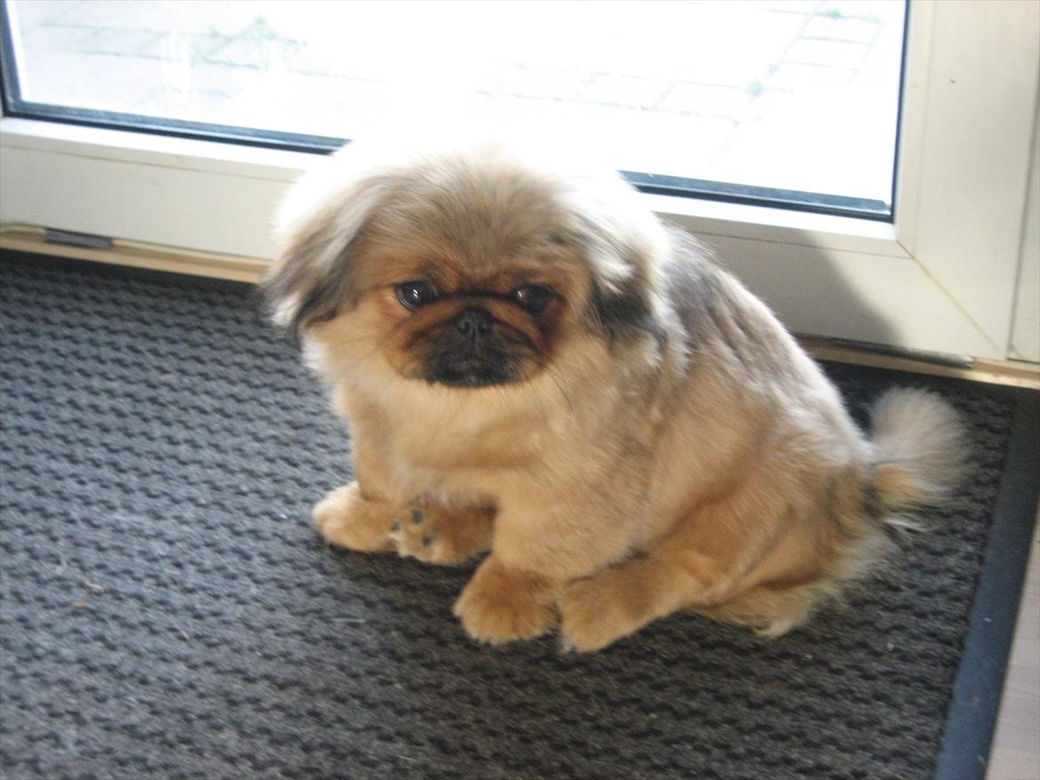 Pekingeser Soffi - ca 4,5 mdr billede 4