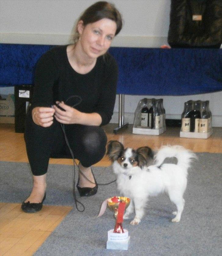 Papillon Koffee - Koffee bedste hvalp på sidste udstilling, ligesom på den hun tidligere deltog i for en måned siden, det går da meget godt ! billede 14