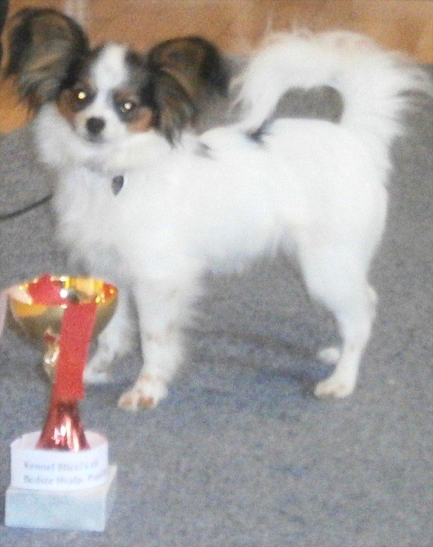 Papillon Koffee - Koffee bedste hvalp på sidste udstilling, ligesom sin første, dvs. samtlige udstillinger hun har deltaget i ;-))) . Det går da meget godt ! billede 5