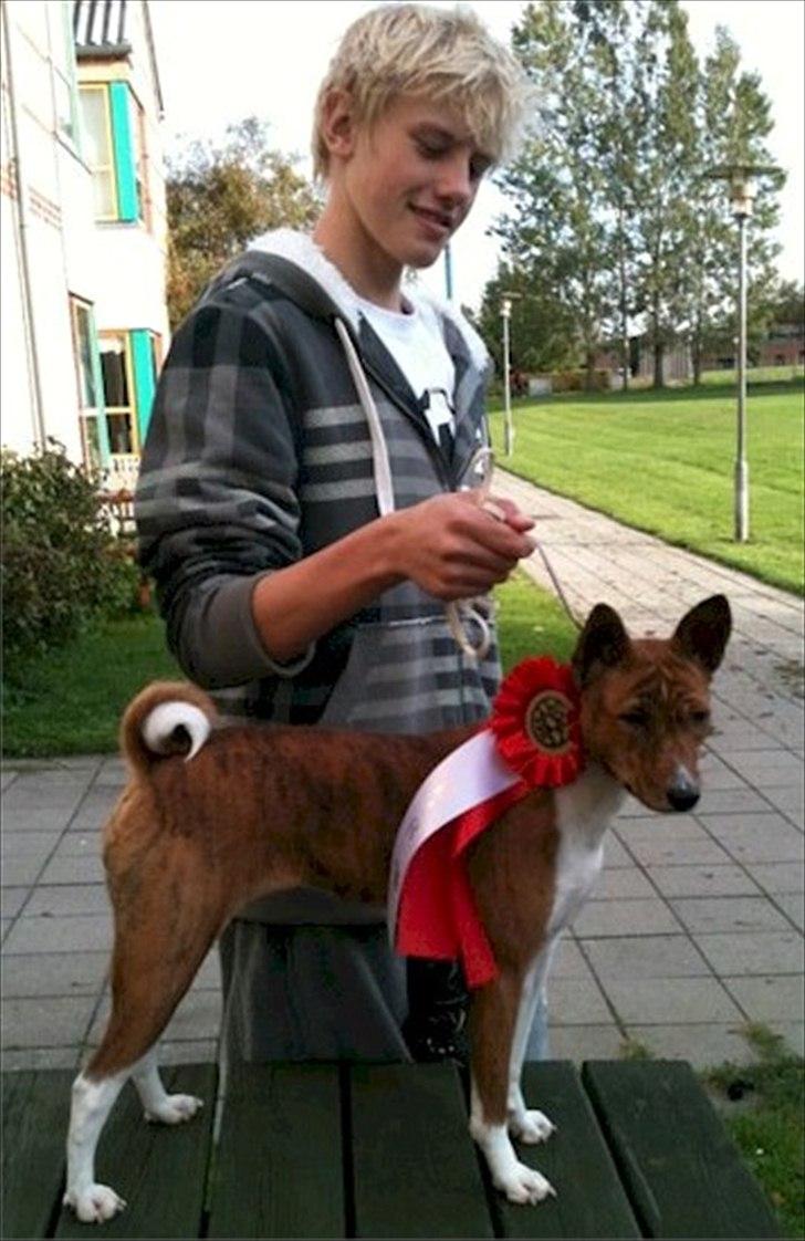 Basenji Lilly - Lilly har været udstillet og vandt sit første Cert og blev Bedst i Racen  billede 7