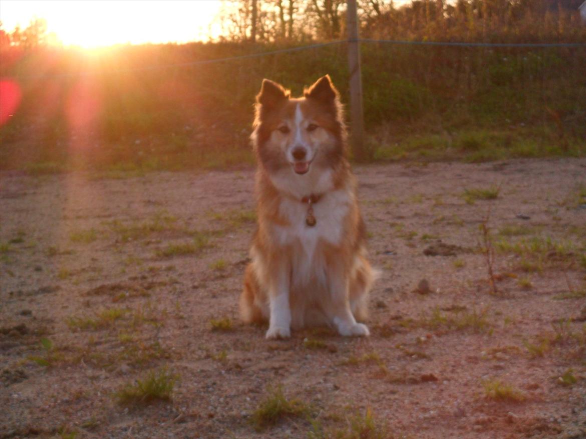 Islandsk fårehund Linus billede 3