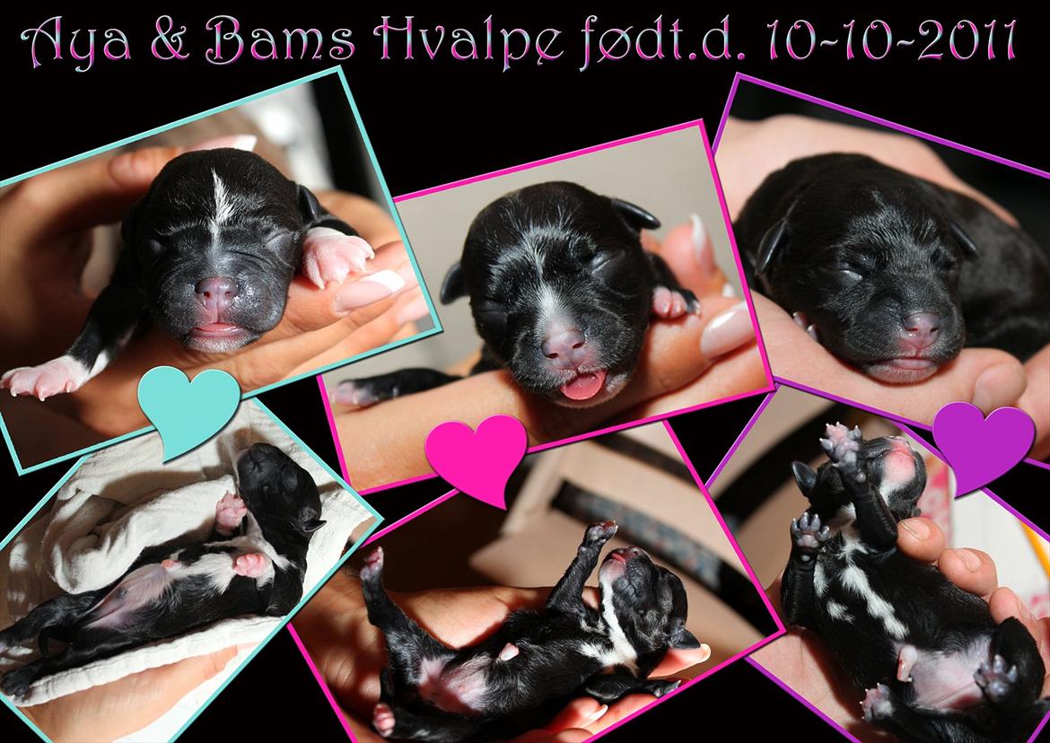 Staffordshire bull terrier Aya - Aya og Bam hvalpe født 10.10.2011 billede 8