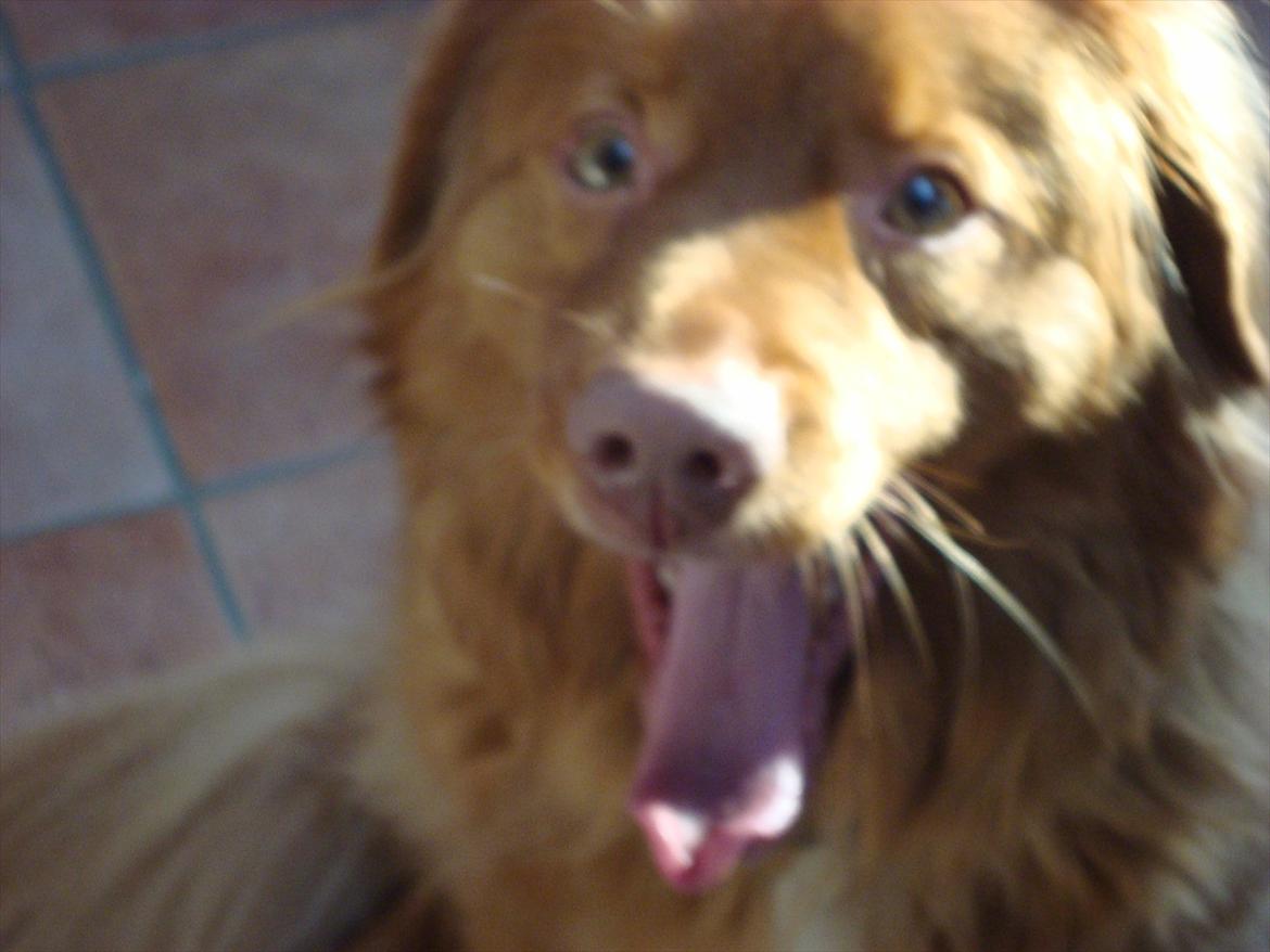 Nova scotia duck tolling retriever charlie - 2) en gabende hundxD<3
 billede 3