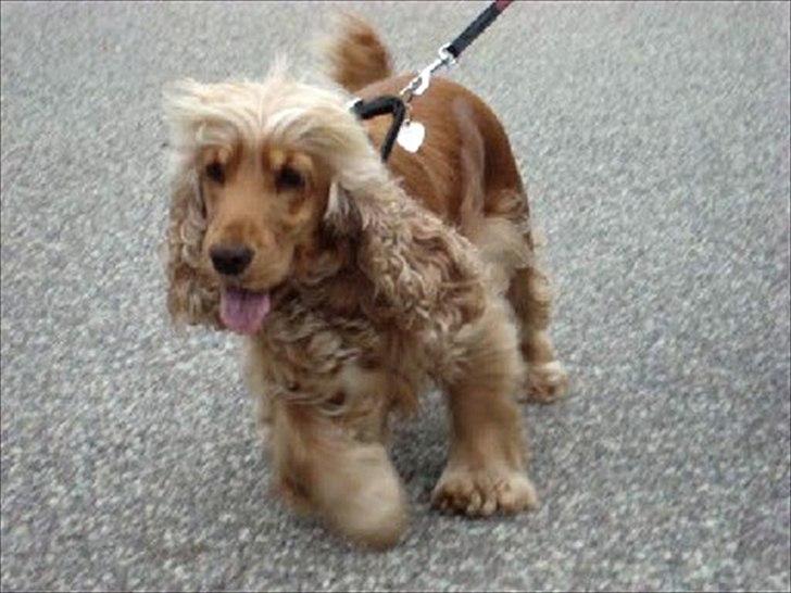 Cocker spaniel donna - lækksi dogi<3:* billede 1